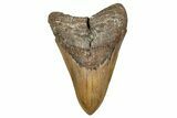 Serrated, Fossil Megalodon Tooth - North Carolina #342154-1